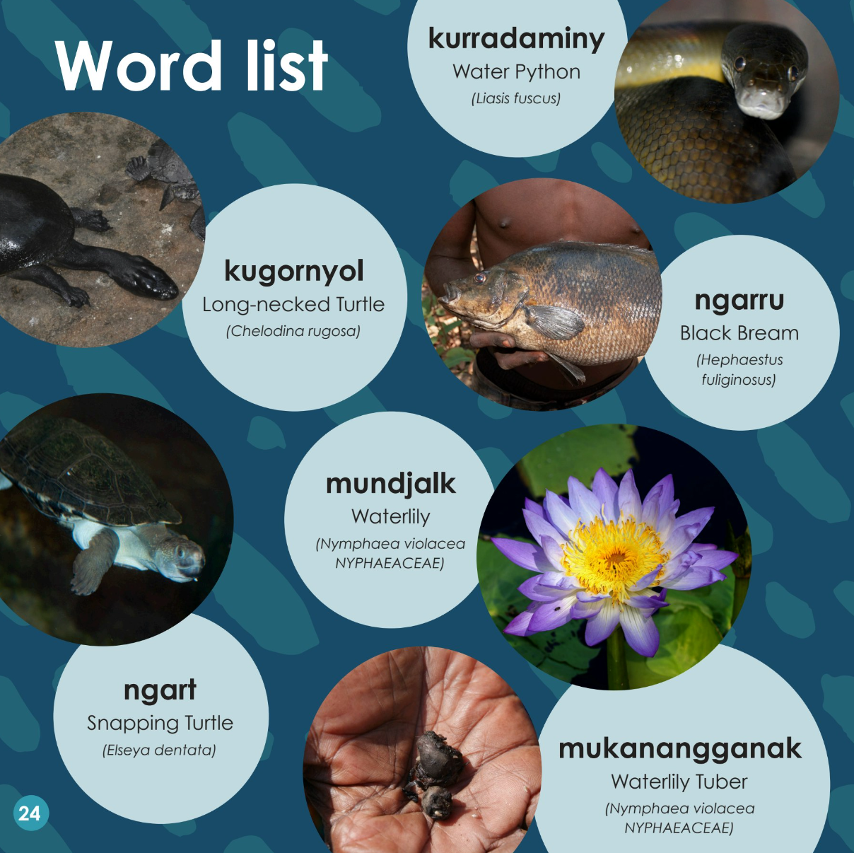 Turtle Book