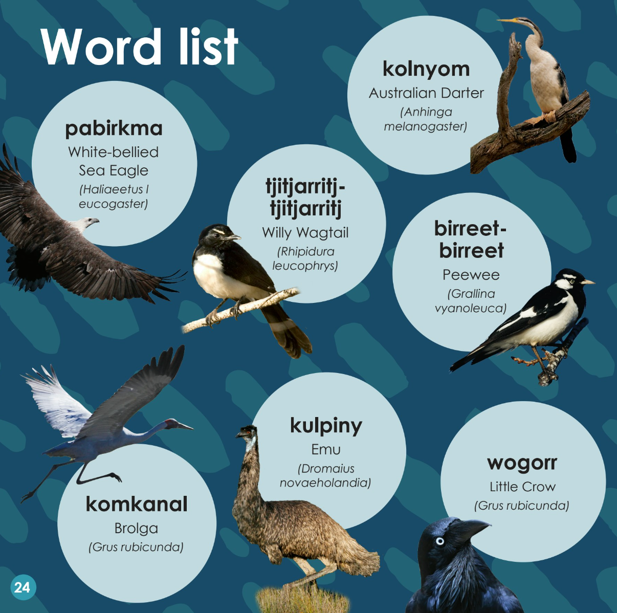 Birds Book