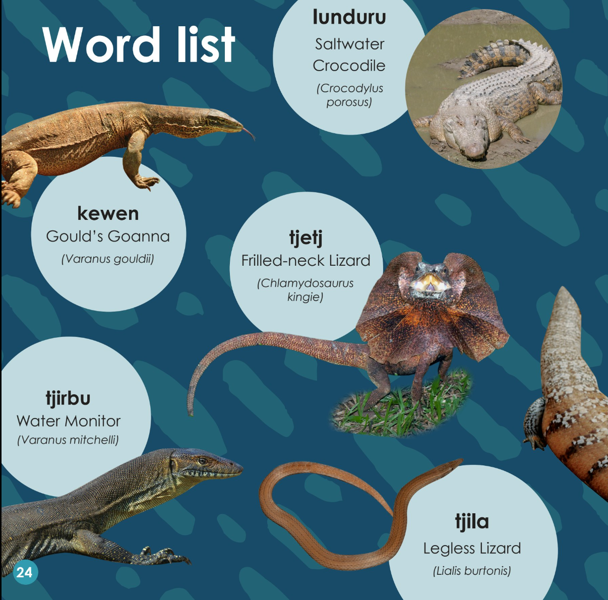 Blue Tongued Lizard