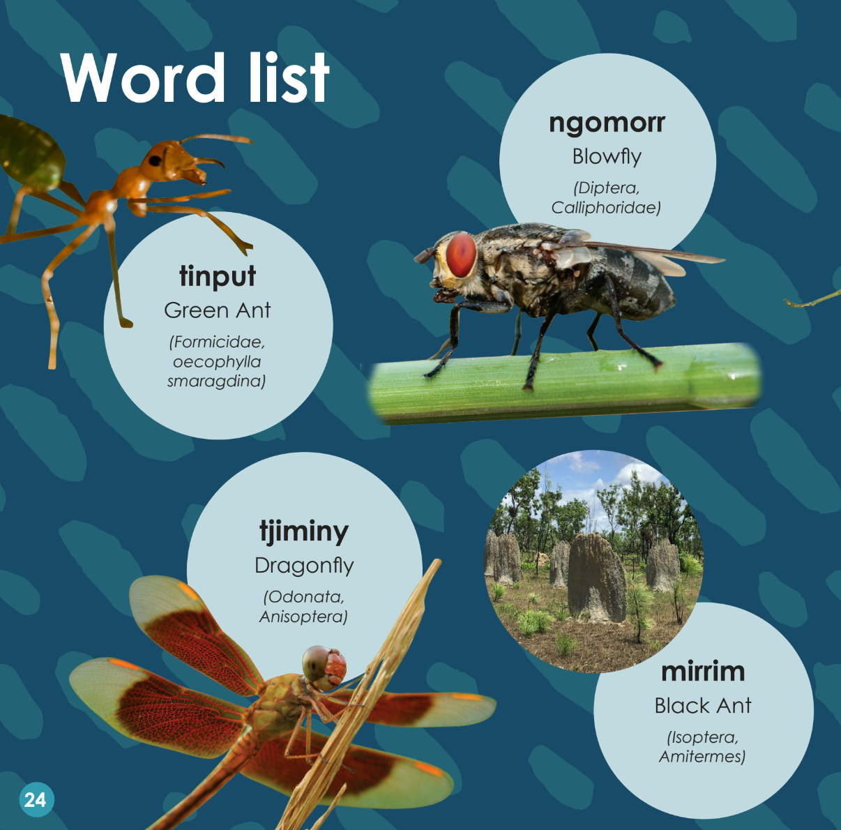 Book - Green Ant